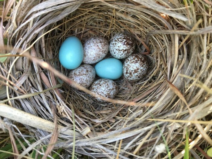 Почему кукушки подбрасывают собственные яйца в чужие гнезда