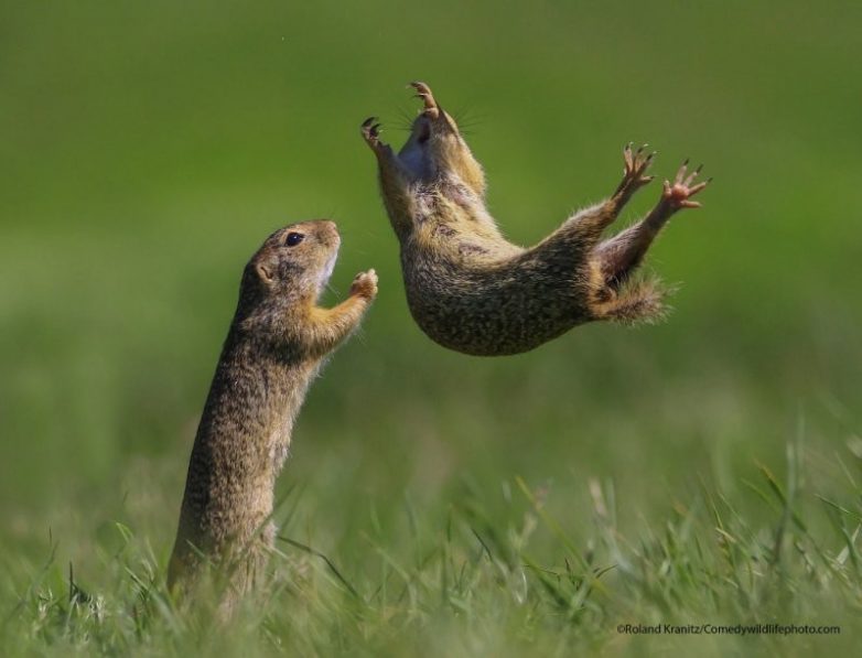 Победители Comedy Wildlife Photography Awards 2021