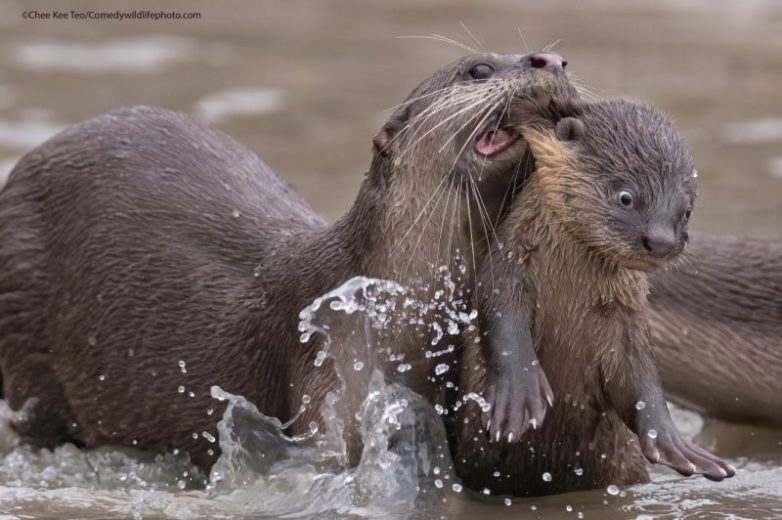 Победители Comedy Wildlife Photography Awards 2021