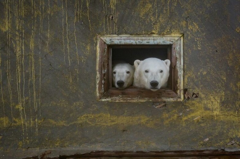 Как фотограф снял уникальные фото белых медведей