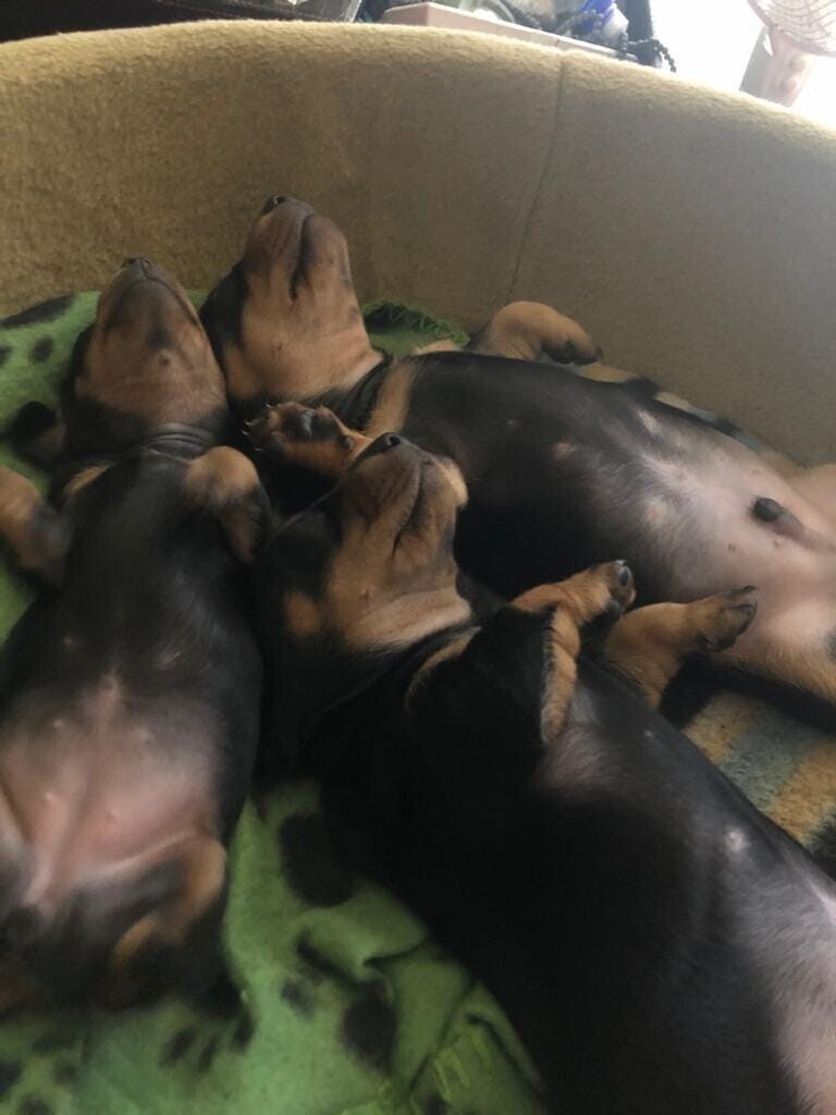 20 собак, которые заснули в смешных позах
