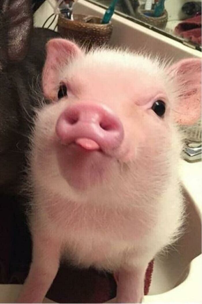 Чудесные фото со свинками, которые вызывают умиление
