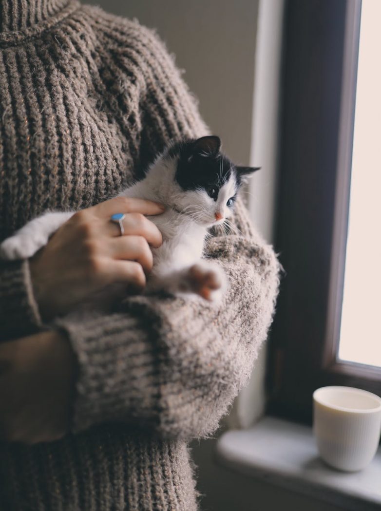 Замерзают ли коты зимой? Может ли им навредить холод?