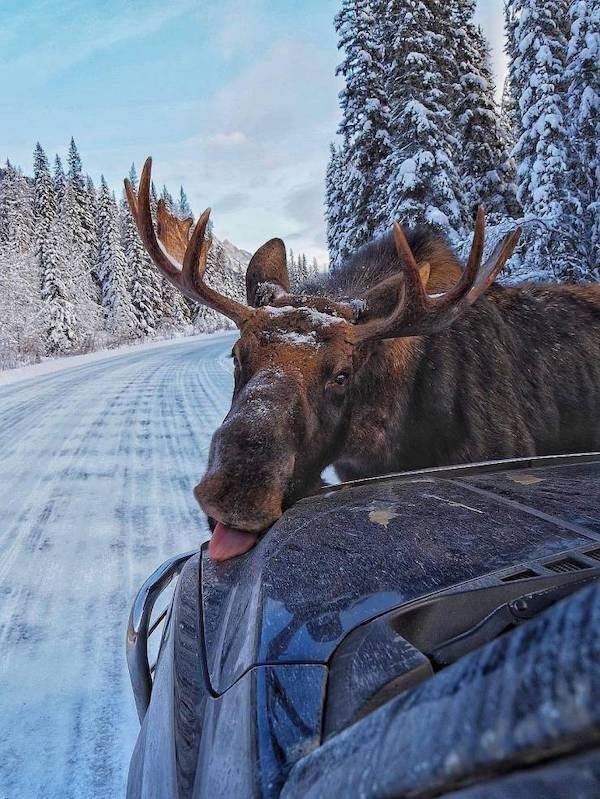 Позитив в фотографиях с животными