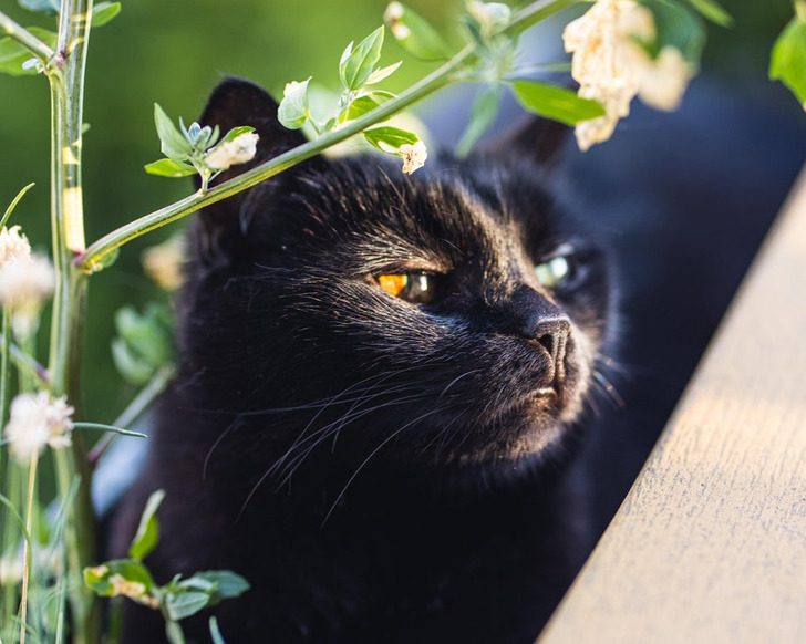 Черные котики, над красотой которых природа хитроумно поколдовала