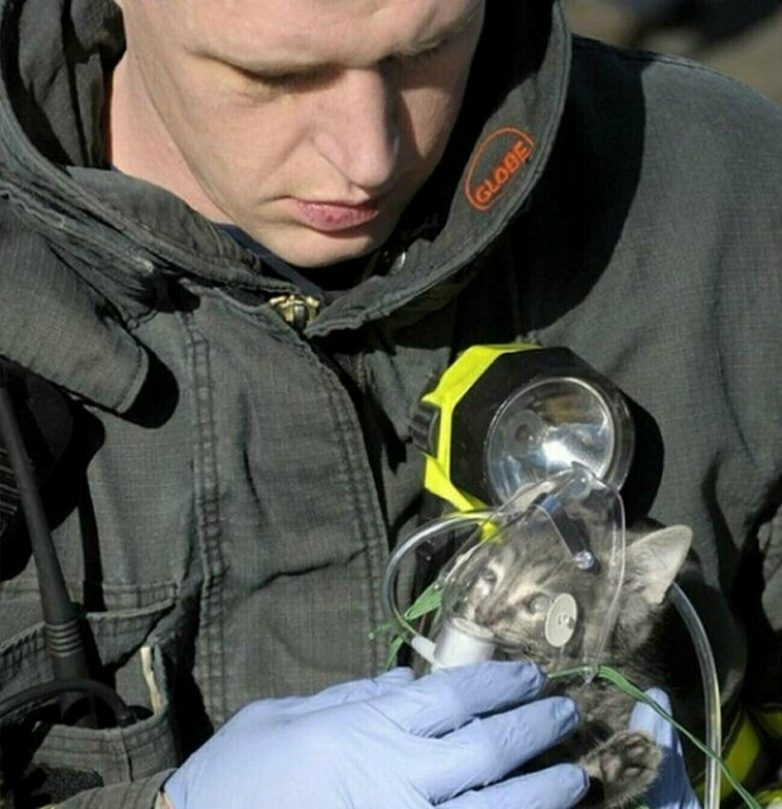 Взгляд животных, которых спасли сотрудники МЧС и пожарные