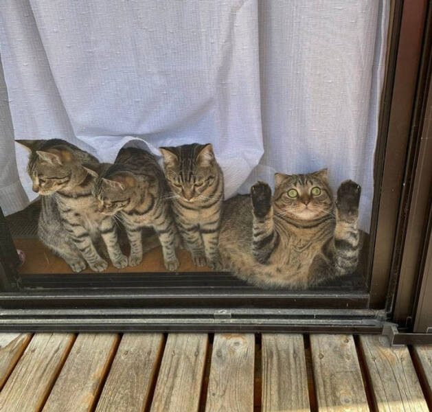 Кошки, живущие по своим правилам