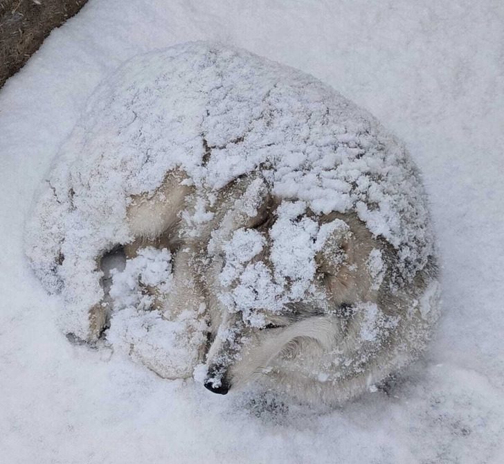 Кошки и собаки, которые чудят, как могут. А иногда и хозяева от них не отстают