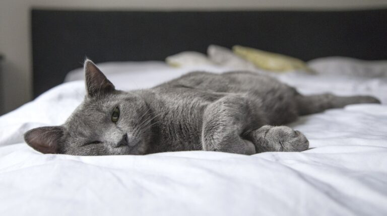 Почему кошка любит спать в кровати с хозяином