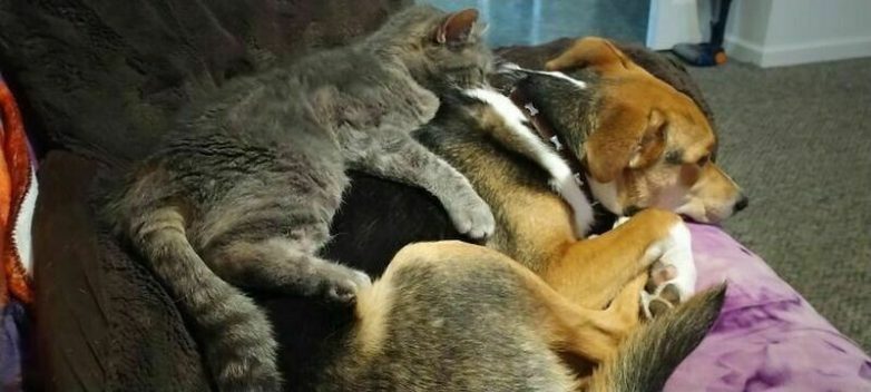Очаровательные снимки о том, что дружба между кошкой и собакой существует