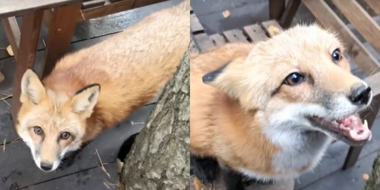Как мило и трогательно умеют огорчаться лисы