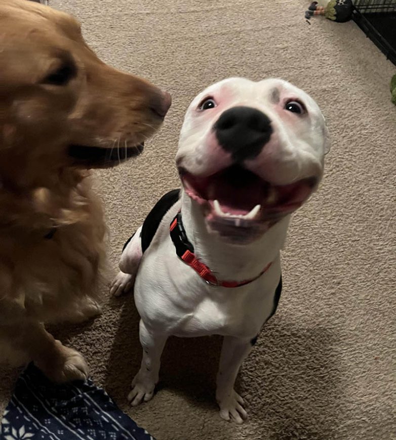 Жизнерадостные собаки, которые точно знают, что от улыбки всем станет только лучше