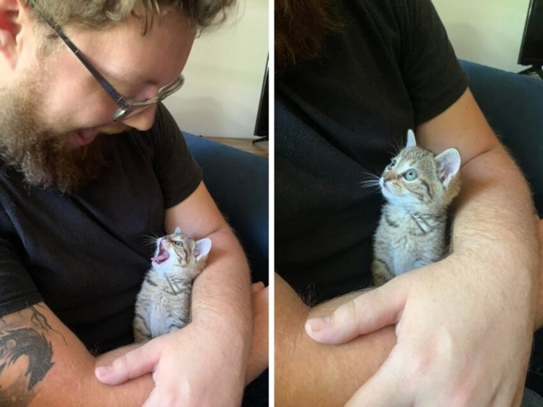 Фотографии маленьких котят, в которых невозможно не влюбиться