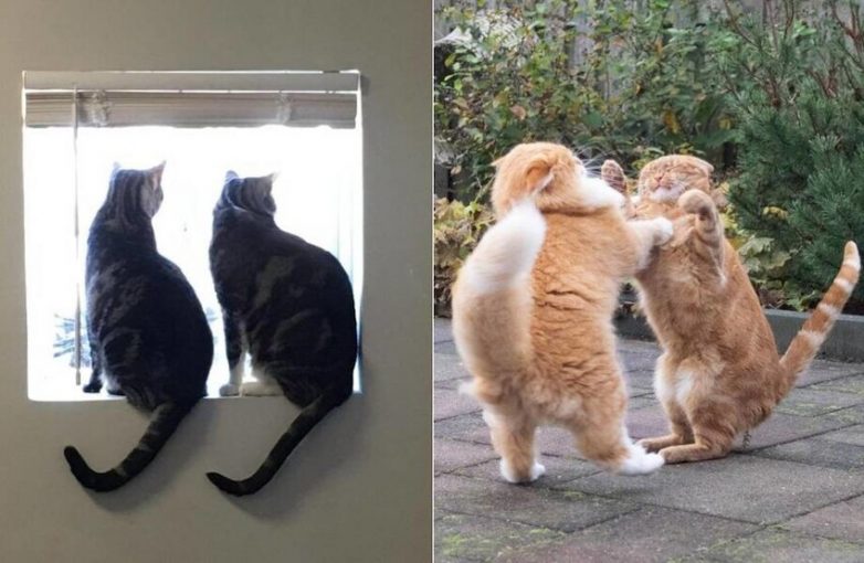 Фотографии, которые доказывают, что несколько котов лучше, чем один