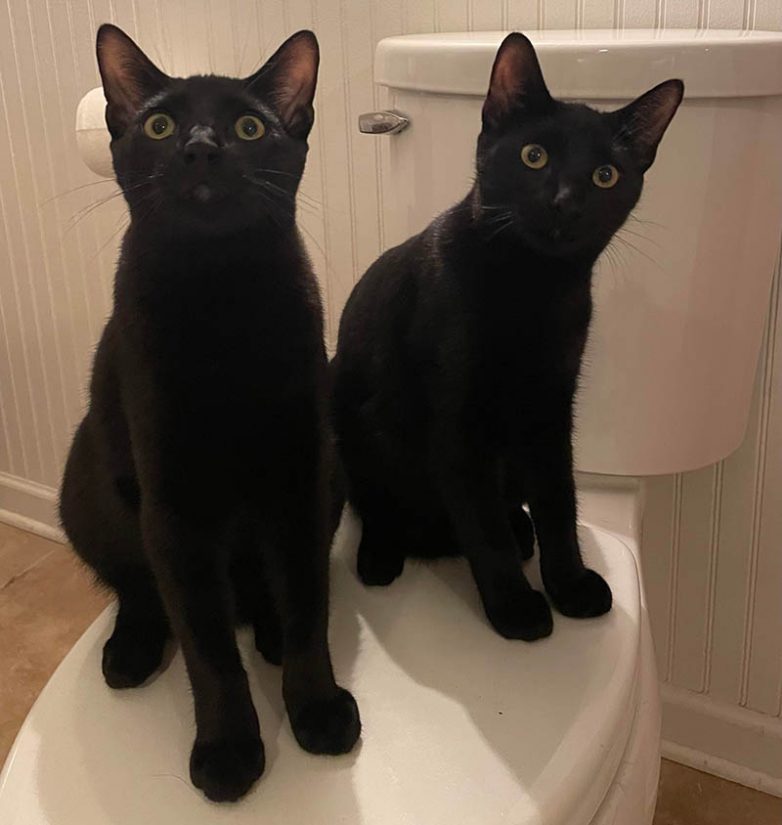 Черные-пречерные коты, которые докажут, что все суеверия про них — это вздор