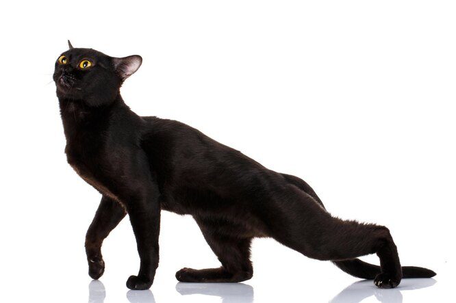 Бомбейская кошка, которая похожа на пантеру