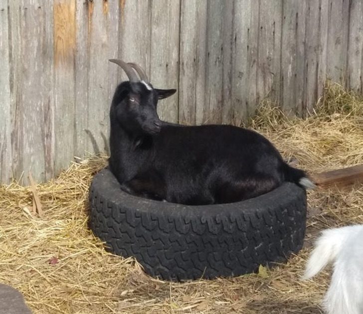 Животные, которые умудряются поместиться куда угодно