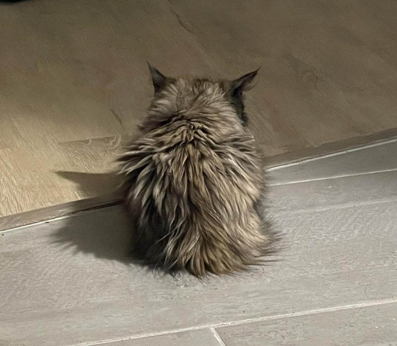 Махонькие котята, которые, несмотря на свои миниатюрные размеры, привлекают максимум внимания