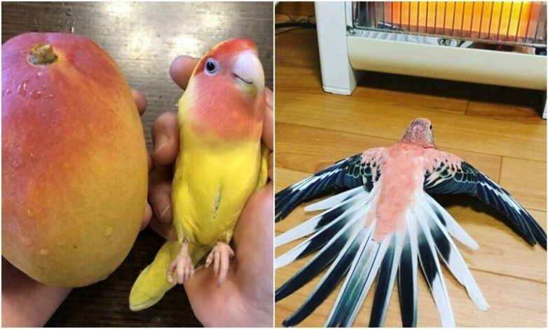 Фото с попугаями, которые доказывают - с ними не соскучишься