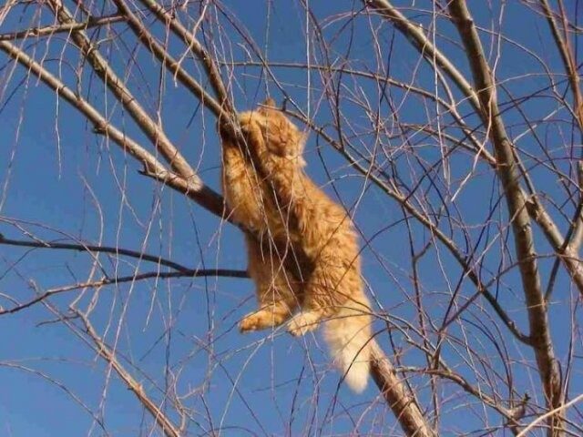 Кошки, которые умеют спать на деревьях