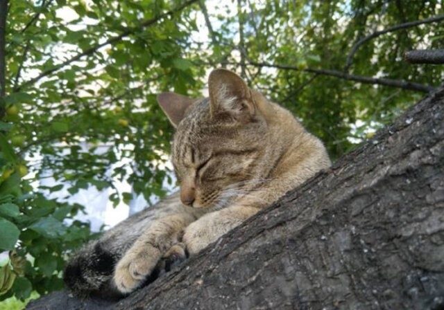 Кошки, которые умеют спать на деревьях