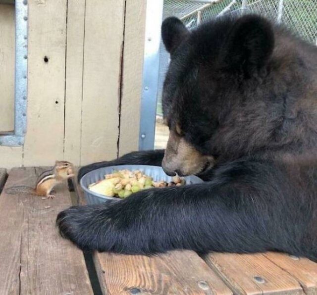Забавные медведи, которые, возможно, заставят вас пересмотреть своё отношение к этим животным