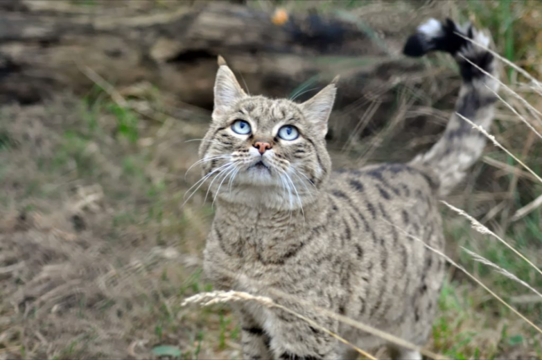 Коты-выживальщики с вершин Тибета, о которых мало что известно