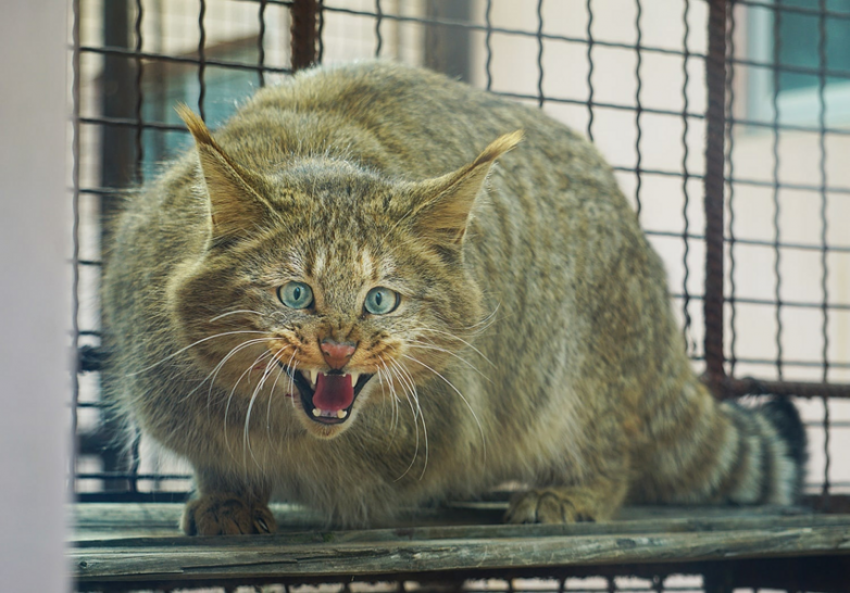 Коты-выживальщики с вершин Тибета, о которых мало что известно