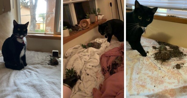 Фотографии наглых котов, чьё первое имя — пакость