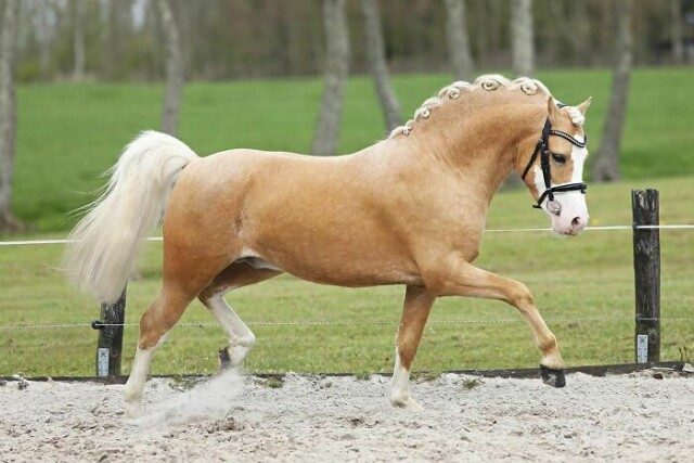 Снимки, запечатлевшие лошадей во всей красе