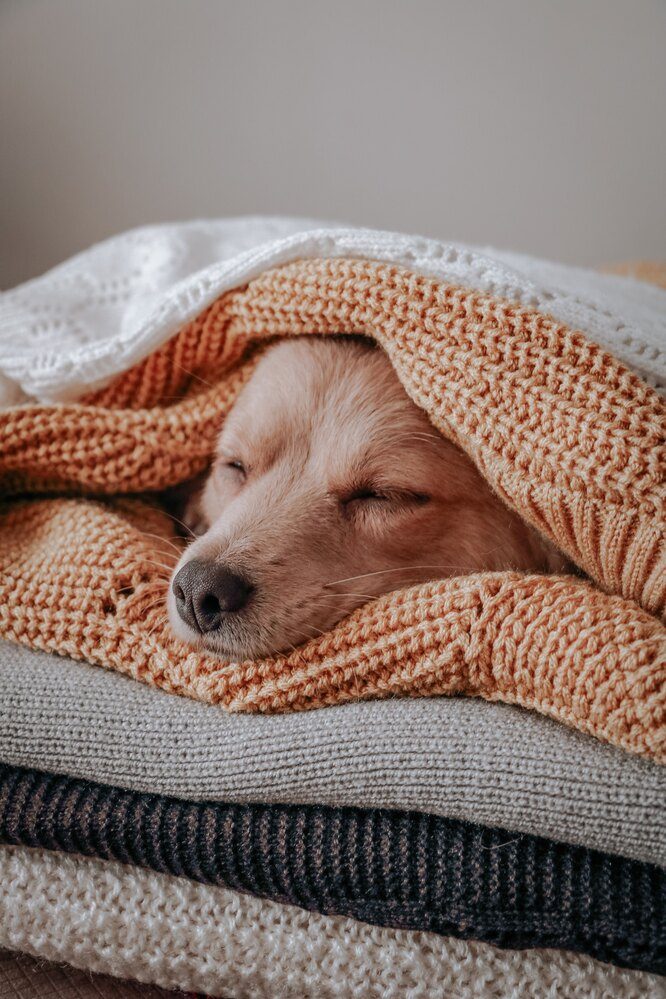 Почему собаки лают и рычат во сне и нормально ли это