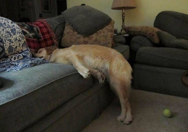 Фотографии, доказывающие, что собаки могут заснуть в любом месте и в любой позе
