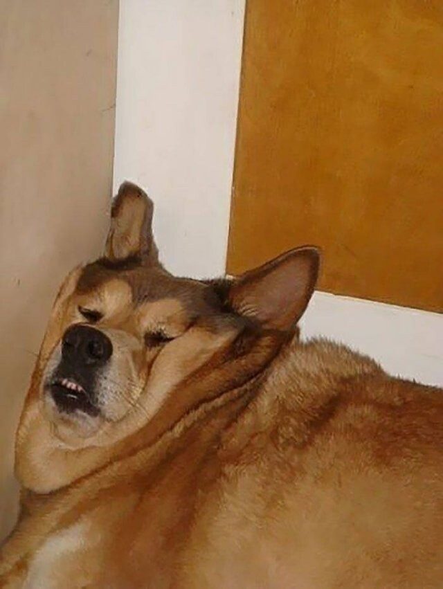 Фотографии, доказывающие, что собаки могут заснуть в любом месте и в любой позе