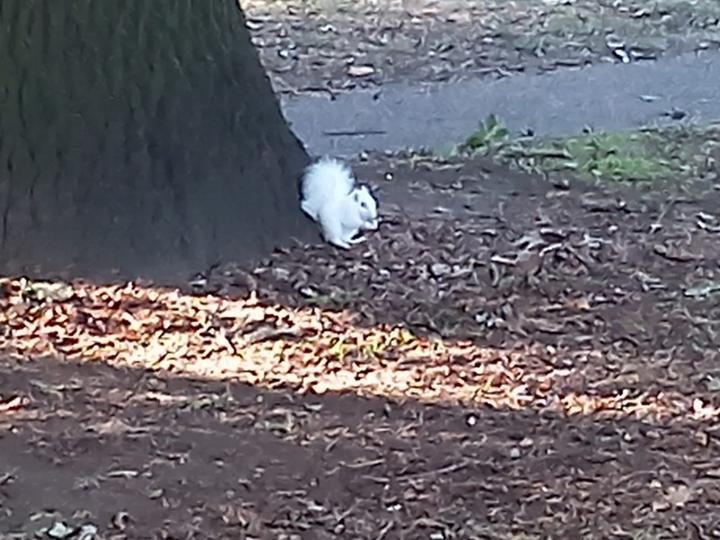 Люди, которые совершенно неожиданно столкнулись с животными нос к носу, и не растерялись