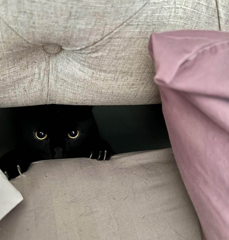 Черные-причерные котики, глядя на которых просто диву даешься, почему их связывают с суевериями