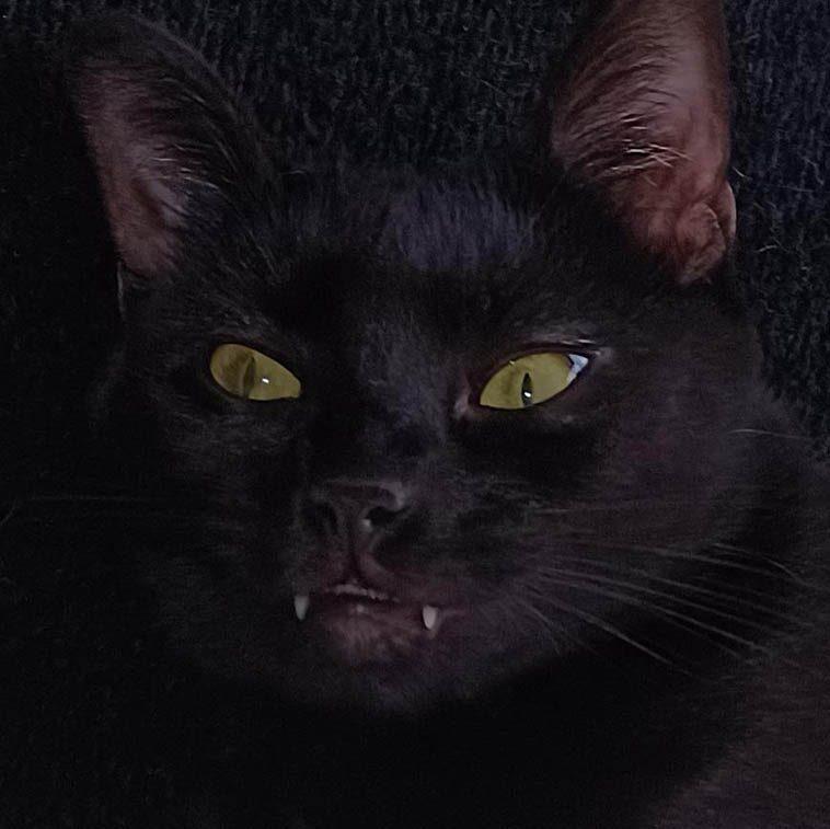 Черные-причерные котики, глядя на которых просто диву даешься, почему их связывают с суевериями