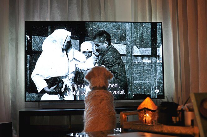 Как собаки смотрят телевизор