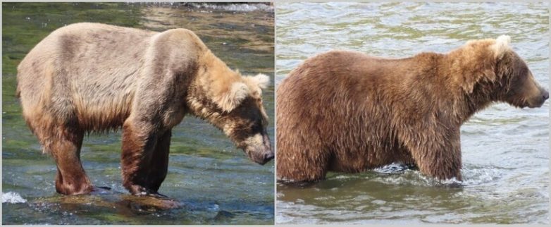 12 забавных фото, как меняются медведи, набирая вес перед спячкой