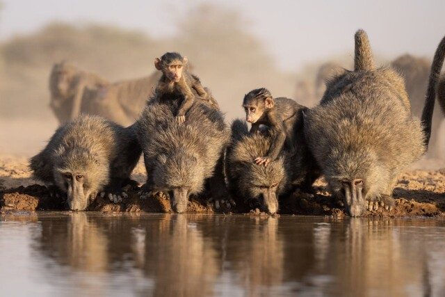 Фотограф построил искусственный водопой и установил фотоловушку