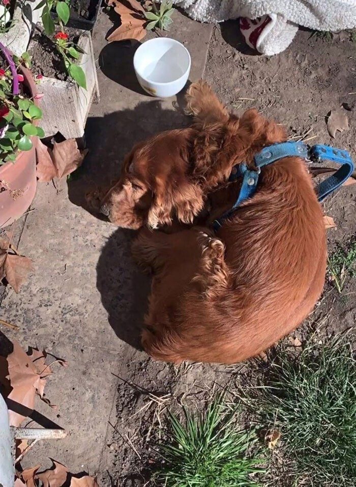 Женщина кинула слепого пса в чужой сад, и оставила грустную записку