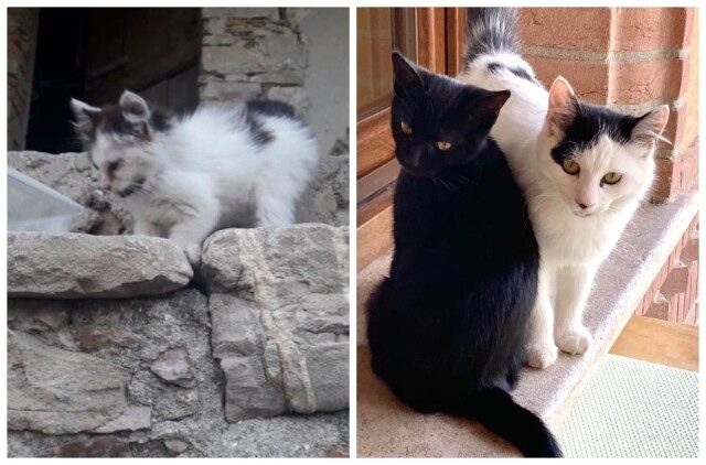 Животные до и после того, как они нашли дом и любящих хозяев