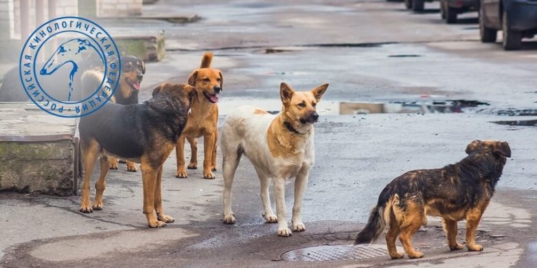 Российские кинологи предложили разработать спецправа на собак