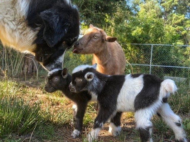 Собаки, которые не понаслышке знают, что представляют из себя рабочие будни