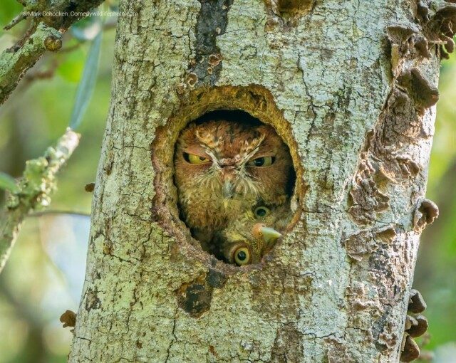 Долгожданные победители конкурса на самую смешную фотографию с дикими животными, наконец, объявлены