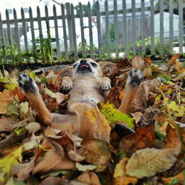 Животные, которые если бы имели свой фотоальбом, то он однозначно был бы заполнен только смешными фото