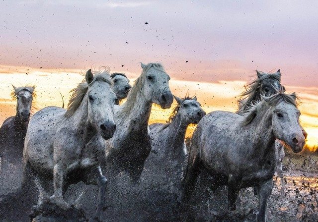 Животные в фотографиях последней недели