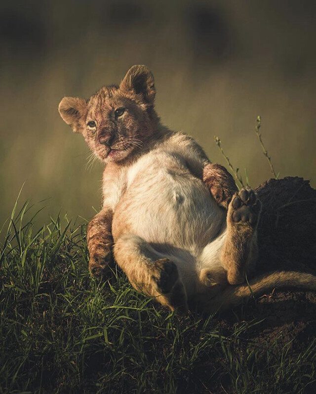 Позитив в фотографиях с животными