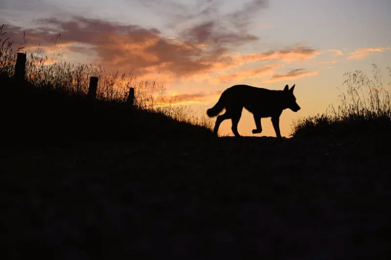 Почему волки важны для экосистемы