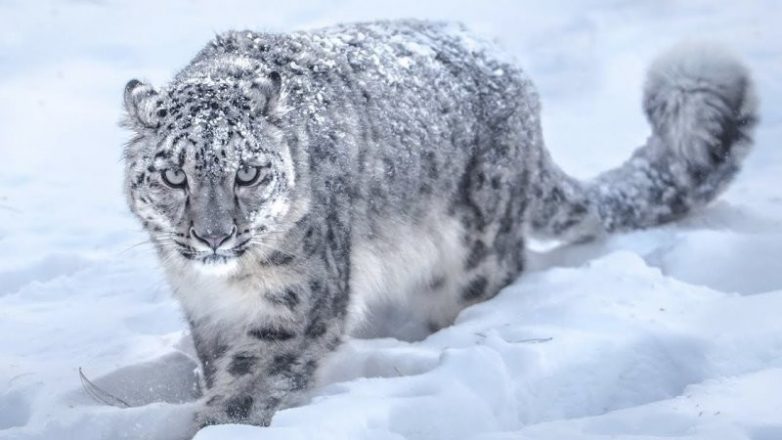 Какие животные являются символами разных стран