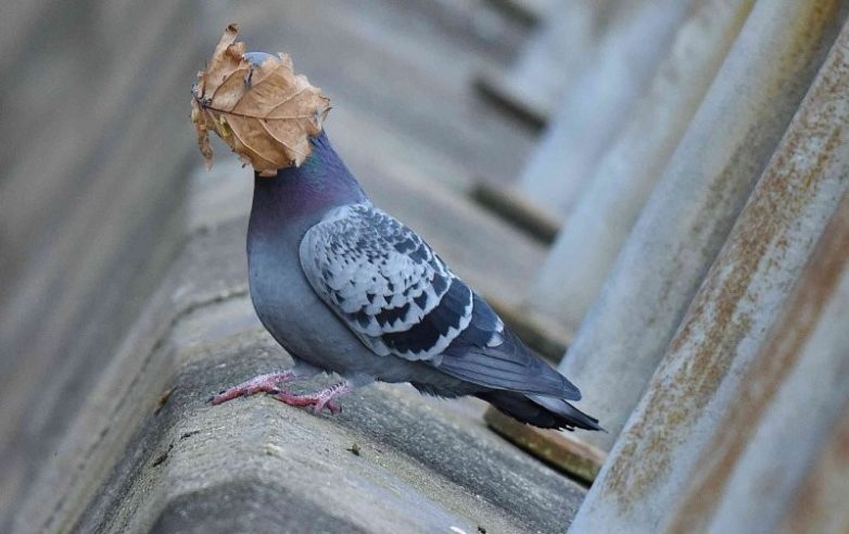 Comedy Wildlife Photography Awards